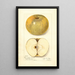 Reproduction of the painting Malus domestica Pumpkin Sweet - Amanda Almira Newton