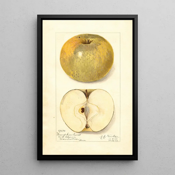 Reproduction of the painting Malus domestica Pumpkin Sweet - Amanda Almira Newton