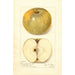 Reproduction of the painting Malus domestica Pumpkin Sweet - Amanda Almira Newton