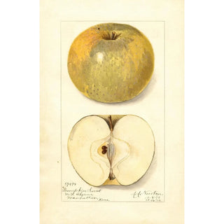 Reproduction of the painting Malus domestica Pumpkin Sweet - Amanda Almira Newton