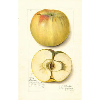 Malus domestica Quince - Amanda Almira Newton — artwork view