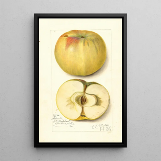 Malus domestica Quince - Amanda Almira Newton — framed artwork on a wall