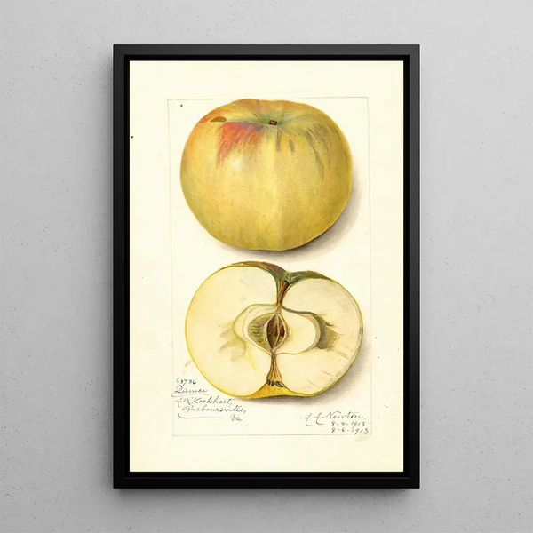 Malus domestica Quince - Amanda Almira Newton — framed artwork on a wall