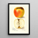 Reproduction of the painting Malus domestica Ridgeways Chehalem - Amanda Almira Newton