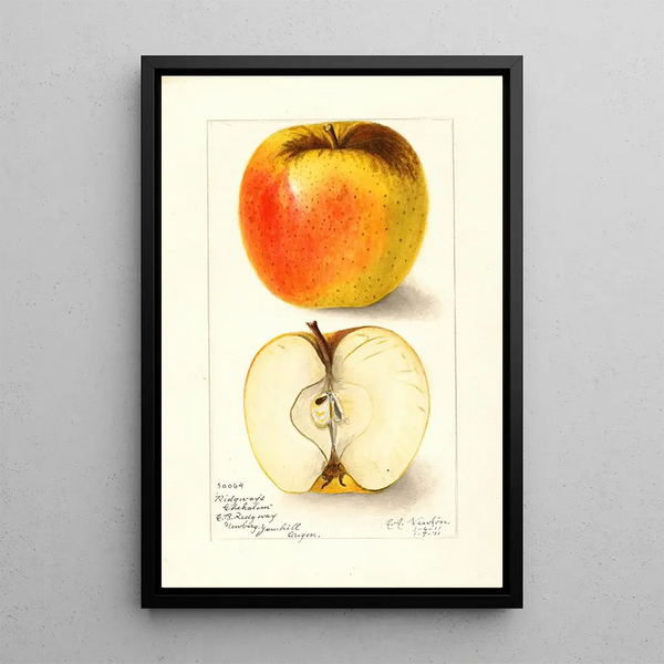 Reproduction of the painting Malus domestica Ridgeways Chehalem - Amanda Almira Newton