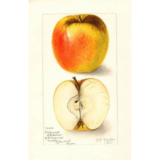 Reproduction of the painting Malus domestica Ridgeways Chehalem - Amanda Almira Newton