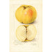 Malus domestica Stones Apple - Amanda Almira Newton — artwork view
