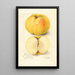 Malus domestica Stones Apple - Amanda Almira Newton — framed artwork on a wall