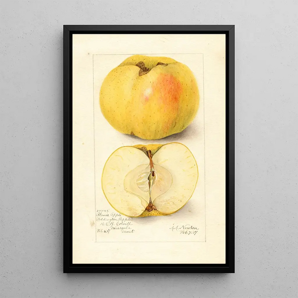 Malus domestica Stones Apple - Amanda Almira Newton — framed artwork on a wall