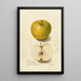 Reproduction of the painting Malus domestica Tallow Pippin - Amanda Almira Newton