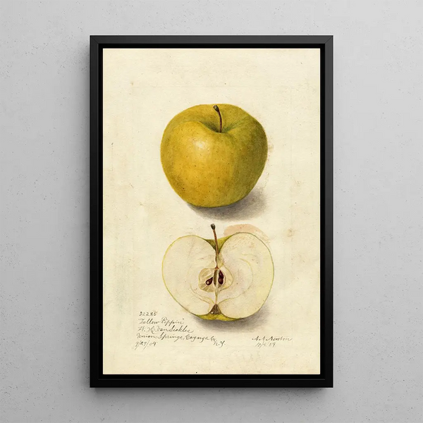 Reproduction of the painting Malus domestica Tallow Pippin - Amanda Almira Newton