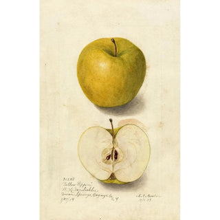 Reproduction of the painting Malus domestica Tallow Pippin - Amanda Almira Newton
