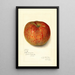 Reproduction of the painting Malus domestica Twenty Ounce - Amanda Almira Newton