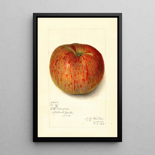 Reproduction of the painting Malus domestica Twenty Ounce - Amanda Almira Newton