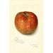 Reproduction of the painting Malus domestica Twenty Ounce - Amanda Almira Newton