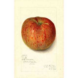 Reproduction of the painting Malus domestica Twenty Ounce - Amanda Almira Newton