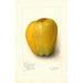 Malus domestica White Pearmain - Amanda Almira Newton — artwork view