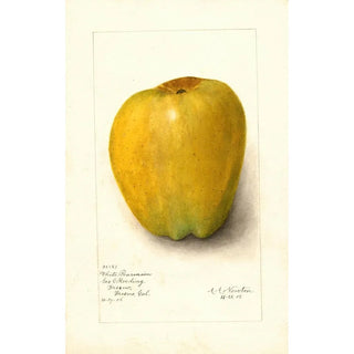 Malus domestica White Pearmain - Amanda Almira Newton — artwork view