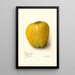 Malus domestica White Pearmain - Amanda Almira Newton — framed artwork on a wall