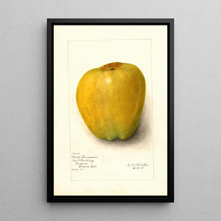 Malus domestica White Pearmain - Amanda Almira Newton — framed artwork on a wall