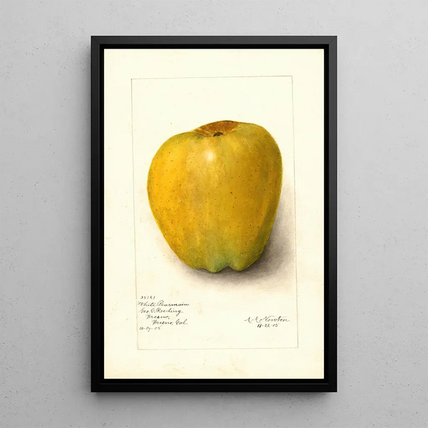 Malus domestica White Pearmain - Amanda Almira Newton — framed artwork on a wall