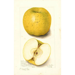 Malus domestica White Pippin - Amanda Almira Newton — artwork view