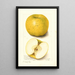 Malus domestica White Pippin - Amanda Almira Newton — framed artwork on a wall