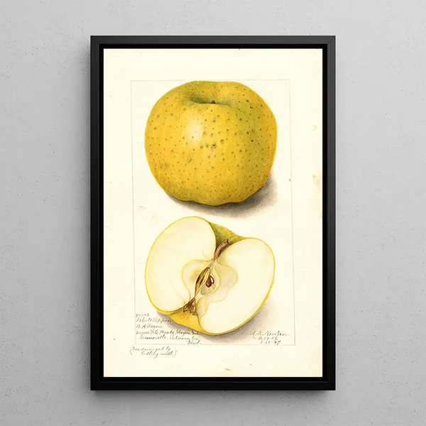 Malus domestica White Pippin - Amanda Almira Newton — framed artwork on a wall