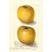 Malus domestica Yellow Newtown - Amanda Almira Newton — artwork view