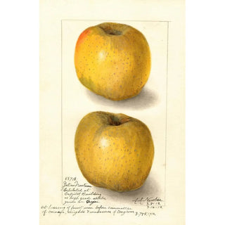 Malus domestica Yellow Newtown - Amanda Almira Newton — artwork view