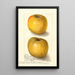 Malus domestica Yellow Newtown - Amanda Almira Newton — framed artwork on a wall