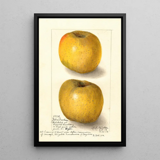 Malus domestica Yellow Newtown - Amanda Almira Newton — framed artwork on a wall