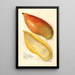Reproduction of the painting Mangifera indica Amiri - Amanda Almira Newton