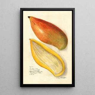 Reproduction of the painting Mangifera indica Amiri - Amanda Almira Newton