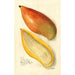 Reproduction of the painting Mangifera indica Amiri - Amanda Almira Newton