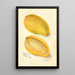 Reproduction of the painting Mangifera indica Cambodiana - Amanda Almira Newton