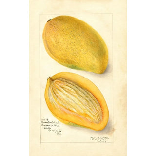 Reproduction of the painting Mangifera indica Cambodiana - Amanda Almira Newton