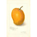 Mangifera indica Maharajah - Amanda Almira Newton — artwork view