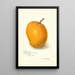 Mangifera indica Maharajah - Amanda Almira Newton — framed artwork on a wall