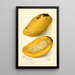 Reproduction of the painting Mangifera indica No - Amanda Almira Newton