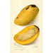 Reproduction of the painting Mangifera indica No - Amanda Almira Newton