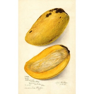 Reproduction of the painting Mangifera indica No - Amanda Almira Newton