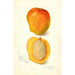 Mangifera indica Peters No - Amanda Almira Newton — artwork view
