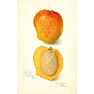 Mangifera indica Peters No - Amanda Almira Newton — artwork view