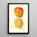 Mangifera indica Peters No - Amanda Almira Newton — framed artwork on a wall