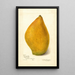 Reproduction of the painting Mangifera indica Sandersha - Amanda Almira Newton