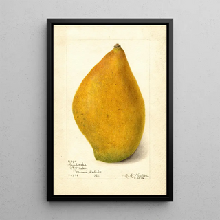 Reproduction of the painting Mangifera indica Sandersha - Amanda Almira Newton