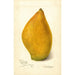 Reproduction of the painting Mangifera indica Sandersha - Amanda Almira Newton
