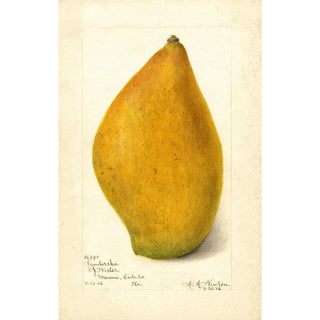 Reproduction of the painting Mangifera indica Sandersha - Amanda Almira Newton