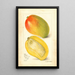 Reproduction of the painting Mangifera indica Totafari - Amanda Almira Newton